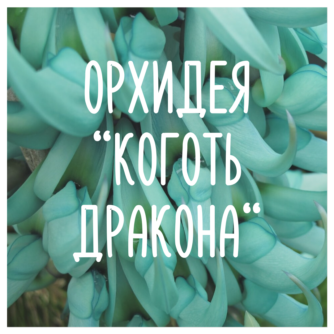 орхидея коготь дракона